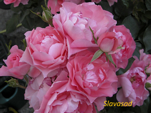 Jardins de France (Жардін де Франс) (Мультифлора)
